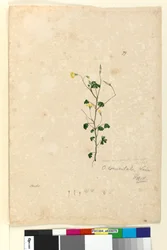 Página 79. Oxalis corniculata